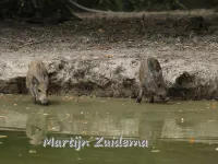 Zwijnen [Suidae]